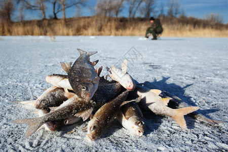 在湖冰上捕获的鱼图片