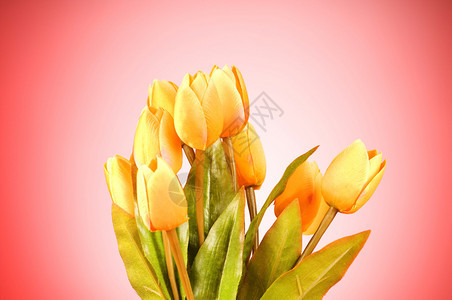 桌上的一束郁金香花图片