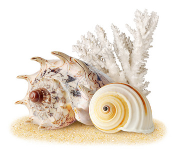 海贝壳和珊瑚在沙子上图片