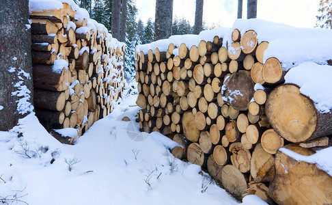 木柴商店在冬天森林里图片