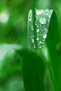 绿草叶片上的大水滴背景图片