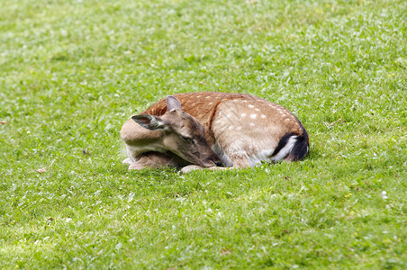 睡着的母鹿的形象马鹿图片