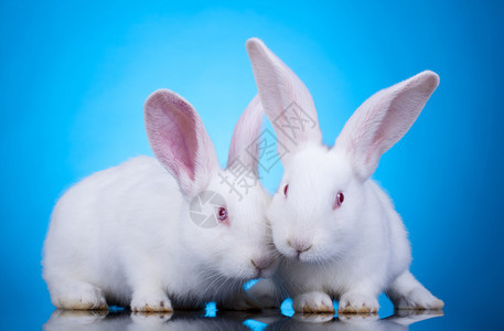 两只可爱的白兔子复活节兔图片