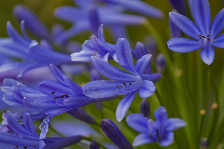 蓝色雪背景图片