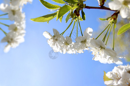 春花园的白樱桃花图片