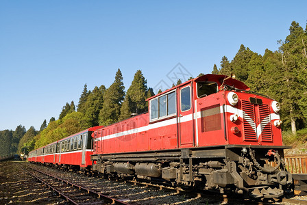 亚洲Alishan风景区铁路林的红图片