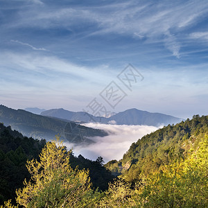 亚洲Alishan风景区有树木和图片