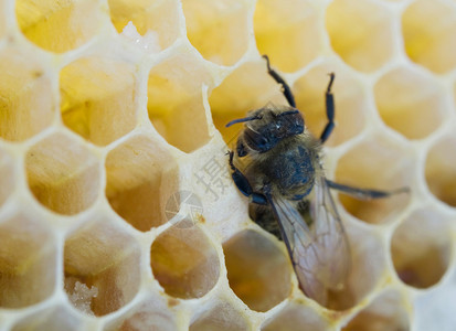 蜜蜂填满蜂窝新鲜蜂蜜图片