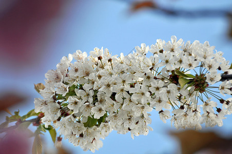 春天的白樱桃花图片