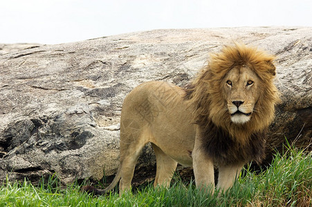 高清背景图片非洲狮子高清背景图片非洲草原上行走的野生狮子高清背景