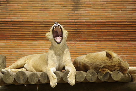 熟睡的狮子和张大嘴巴的母狮图片