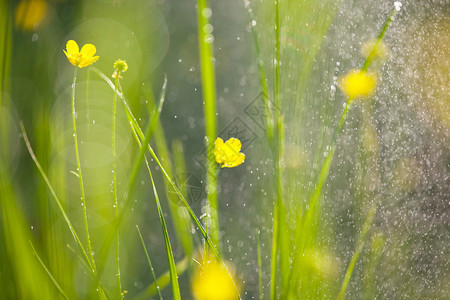 花园里的雨背景图片