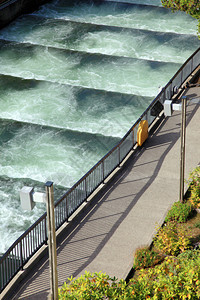 鱼儿从河中游过安全通过大坝的鱼梯子上可以图片