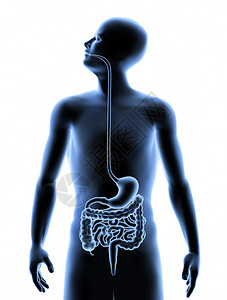 人体内部消化系统的3D图像健康的生活方式医疗图片