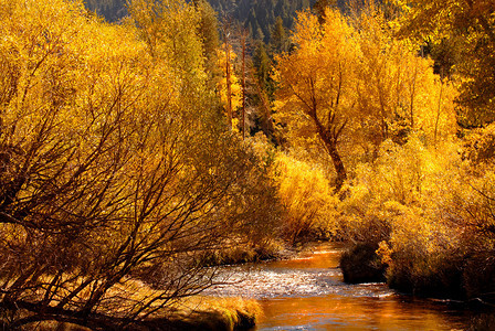 温暖的金色落下反射到约塞米特河图片