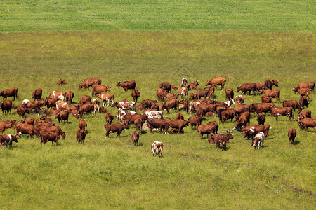牛在牧场上图片