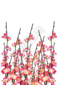 在白色背景上的新年樱花图片