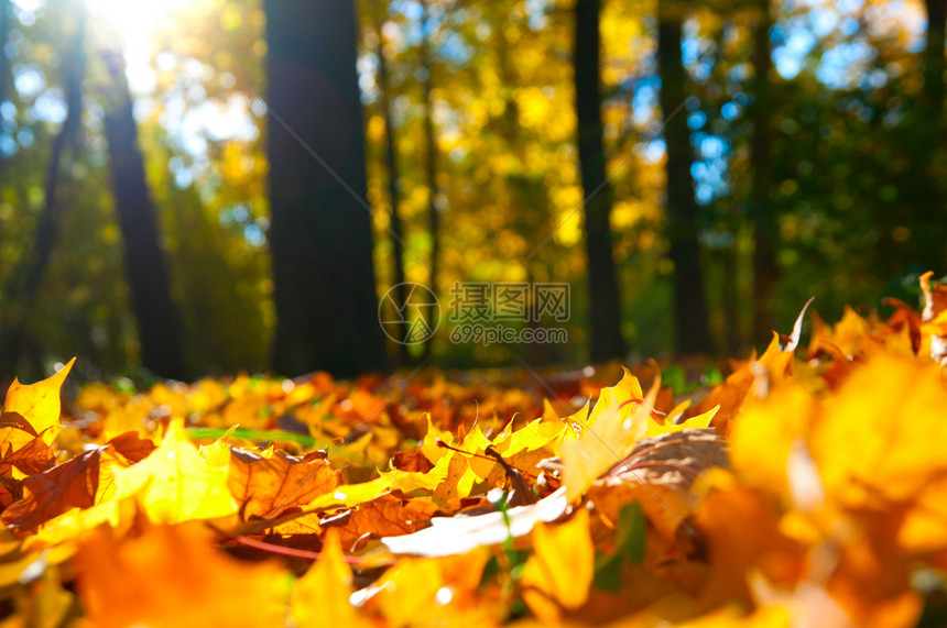 秋林下落叶的宏观照片图片