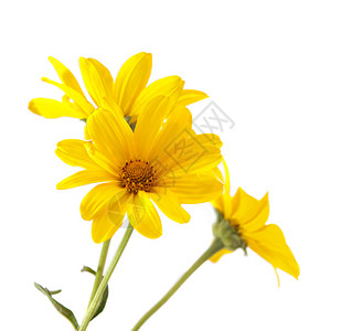 白色背景上的黄色花朵背景图片