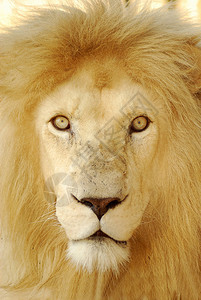 一个罕见的非洲白人男狮子面部表情警觉的近距图片