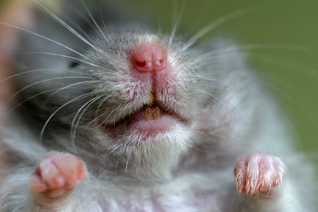仓鼠特写背景图片