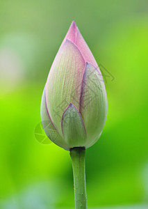 莲花芽图片