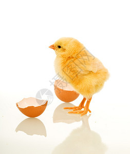 带蛋壳的春鸡在反射面上隔离图片