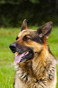 绿草上的德国牧羊犬肖像图片