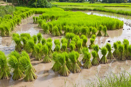 泰国稻田Sp图片