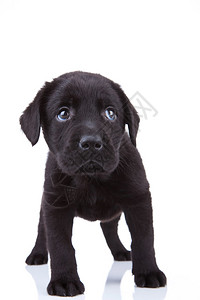 可爱的黑色小黑拉布多猎犬站在白色背景背景图片