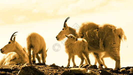 科罗拉多落基山脉的山羊群图片