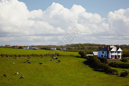 爱尔兰农场有牛牧图片