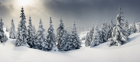 山上覆盖着霜和雪的树木图片