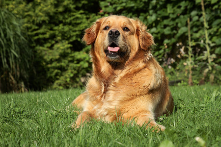 躺在绿草上的金毛猎犬图片