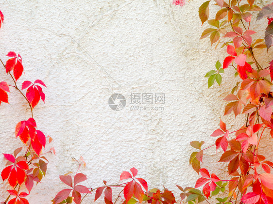 墙壁上的红色爬行植物创造了一图片