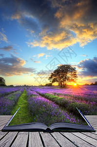 英国乡村风景中充满活力成熟的红衣花草地上云和天空的美丽日落美景的图片