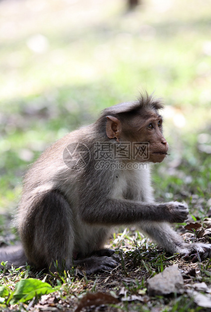 在印度南部喀拉邦西加茨的Periyar野生动物保图片