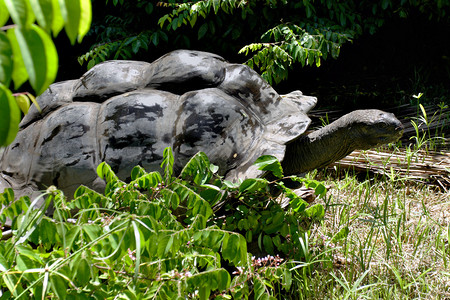 塞舌尔Fregate岛野外生的阿尔达布拉巨型乌龟图片