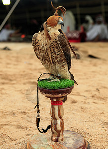 一只猎鹰坐在阿拉伯卡塔尔的一个沙漠营地的架子上图片