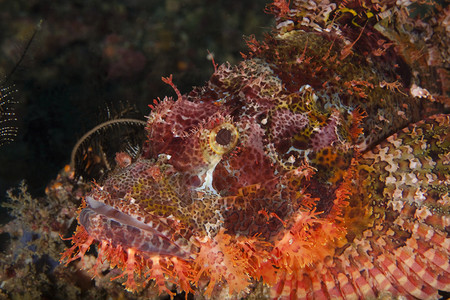 GroerDrachenkopflsstsichauchvoneinemaufdringlichemFotografenausd图片