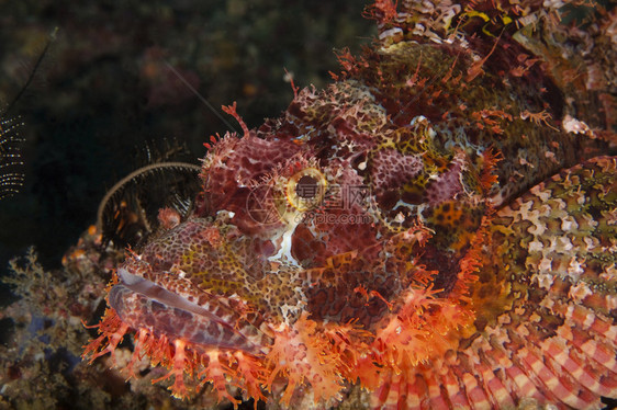 GroerDrachenkopflsstsichauchvoneinemaufdringlichemFotografenausd图片