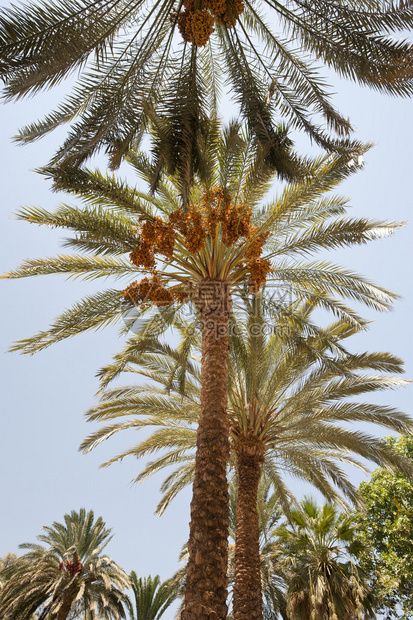 椰枣树林冠状棕榈树凤凰仙人掌图片