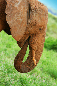 野外的大象肯尼亚桑图片