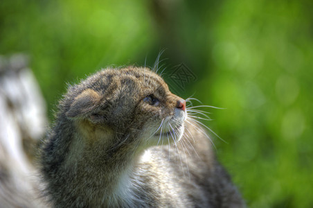 苏格兰野猫捕捉格和精细图片