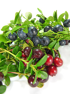 白色背景上的蓝莓和越莓图片