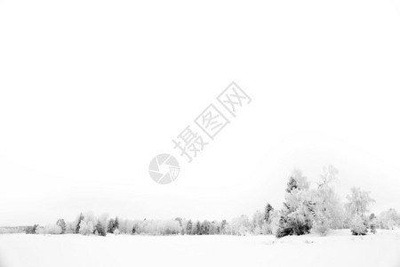 被白霜覆盖的树木图片