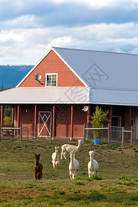 Alpacas在爱达荷州Sandpoint附近的Alpaca农图片