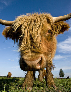 多毛母牛苏格兰高地牛的特写镜头图片
