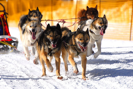 法国CurotDaniel参加第十届世界雪橇犬锦标图片