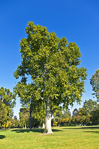 梧桐树背景图片-梧桐树背景素材-梧桐树底图-摄图网